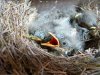 Птицам острова Гоф угрожают мыши