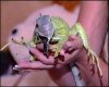 Самые популярные экзотические животные жителей столицы Самые популярные экзотические животные жителей столицы