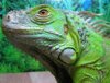 Домашний дракон Домашний дракон